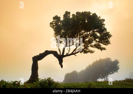 Alter Lorbeer Wald, auch Laurissilva-Wald, mit Stinkbeerbäumen (Ocotea foetens), bei Nebel bei Sonnenaufgang, Fanal, Insel Madeira, Portugal Stockfoto