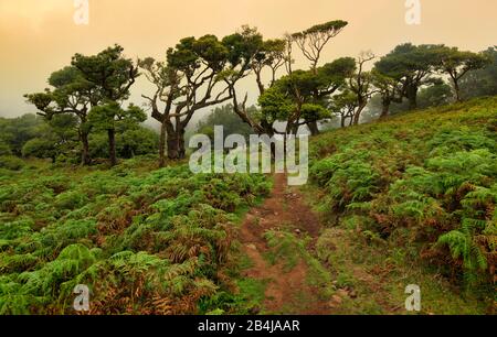 Alter Lorbeer Wald, auch Laurissilva-Wald, mit Stinkbeerbäumen (Ocotea foetens), bei Nebel bei Sonnenaufgang, Fanal, Insel Madeira, Portugal Stockfoto