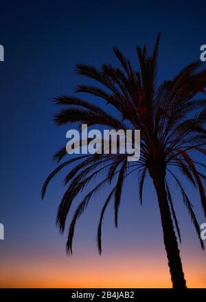 Palme bei Sonnenuntergang, Arco da Calheta, Madeira Island, Portugal Stockfoto