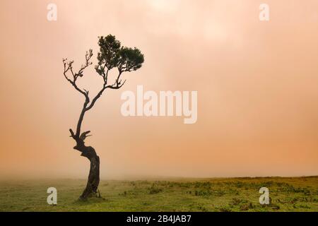 Alter Lorbeer Wald, auch Laurissilva-Wald, mit Stinkbeerbäumen (Ocotea foetens), bei Nebel bei Sonnenaufgang, Fanal, Insel Madeira, Portugal Stockfoto