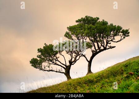 Alter Lorbeer Wald, auch Laurissilva-Wald, mit Stinkbeerbäumen (Ocotea foetens), bei Nebel bei Sonnenaufgang, Fanal, Insel Madeira, Portugal Stockfoto