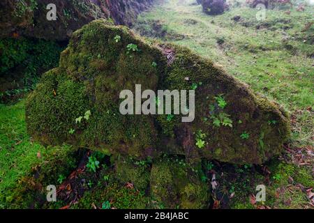 Felsen mit Farnen und Moos, alter Lorbeerwald, auch Laurissilva-Wald, mit Stinkbeerbäumen (Ocotea foetens), Fanal, Madeira-Insel, Portugal Stockfoto