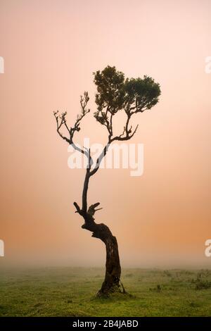 Alter Lorbeer Wald, auch Laurissilva-Wald, mit Stinkbeerbäumen (Ocotea foetens), bei Nebel bei Sonnenaufgang, Fanal, Insel Madeira, Portugal Stockfoto