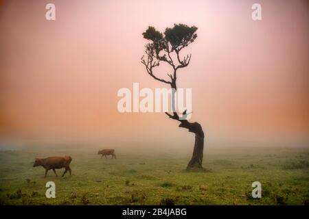 Kühe und Rind, alter Lorbeerwald, auch Laurissilva-Wald, mit Stinkbeerbäumen (Ocotea foetens), im Nebel bei Sonnenaufgang, Fanal, Insel Madeira, Portugal Stockfoto