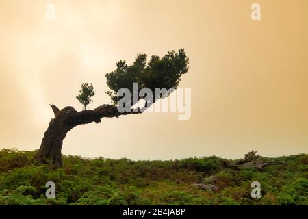 Alter Lorbeer Wald, auch Laurissilva-Wald, mit Stinkbeerbäumen (Ocotea foetens), bei Nebel bei Sonnenaufgang, Fanal, Insel Madeira, Portugal Stockfoto