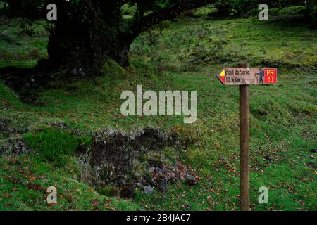 Wegweiser PR13 Paul da Serra, Alter Lorbeerwald, auch Laurissilva Wald, mit Stinkbeerbäumen (Ocotea foetens), Fanal, Madeira Island, Portugal Stockfoto