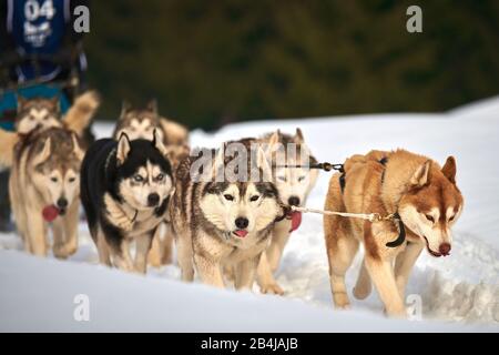 Sibirische Husky-Hunde im Freien, Porträt eines Husky-Hundes, der am Hundeschlitten-Rennwettbewerb teilnimmt Stockfoto