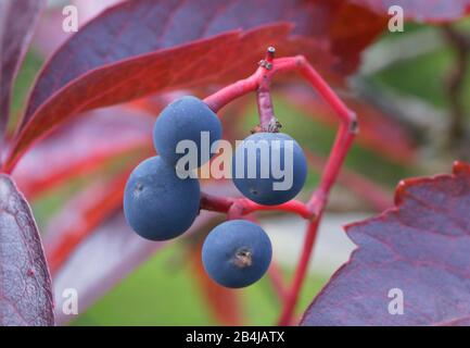 Virginia Kriechgang (Parthenocissus quinquefolia) im Herbst, Bayern, Deutschland, Europa Stockfoto