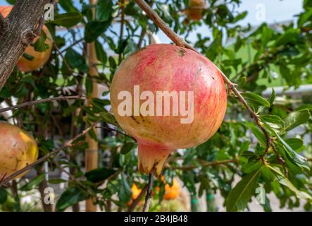 Granatapfel (Punica granatum), Früchte wachsen am Baum, Bussolengo, Venetien, Italien Stockfoto