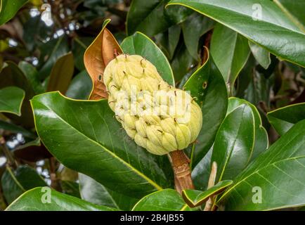 Frucht einer immergrünen magnolie (Magnolie-Grandiflora) Stockfoto