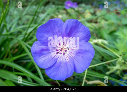 Blauer Wiesenrautschnabel (Geranium pratense), Venetien, Venetien, Italien, Europa Stockfoto