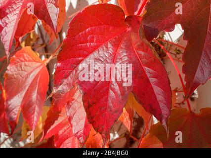 Autumnal gefärbte rote Rebblätter (Vitis vinifera), Bayern, Deutschland, Europa Stockfoto