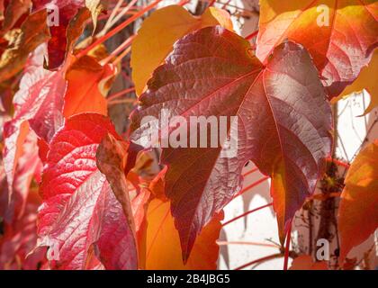 Autumnal gefärbte rote Rebblätter (Vitis vinifera), Bayern, Deutschland, Europa Stockfoto