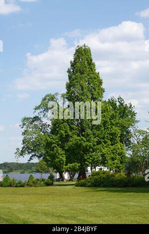 Kurpark, Bad Zwischenahn, Niedersachsen, Deutschland, Europa Stockfoto