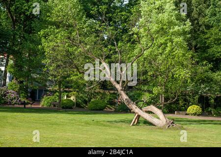 Kurpark, Bad Zwischenahn, Niedersachsen, Deutschland, Europa Stockfoto