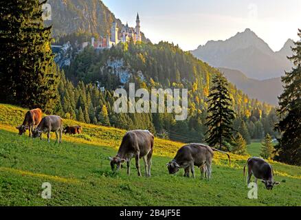 Bergwiese mit Kühen gegen Schloss Neuschwanstein, Schwangau bei Füssen, Romantische Straße, Ostallbräu, Allgäuer, Schwaben, Bayern, Deutschland Stockfoto