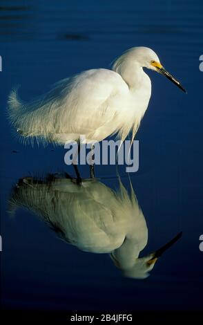 Snowy Reiher, Egretta unaufger, Everglades, Florida, USA Stockfoto