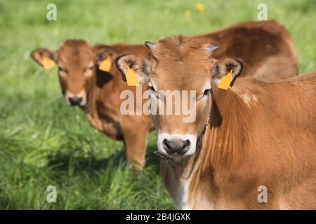 2 kleine Kühe mit Blick auf die Kamera auf einem grünen Feld. BOS primigenius taurus Stockfoto