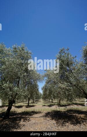 Europa, Portugal, Region Alentejo, Beja, Landwirtschaft, Olivenanbau, Olivenhain, Olivenbäume Stockfoto