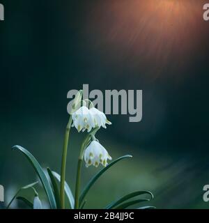 Frühlingsknoten Blume, Leucojum vernum, Nahaufnahme Stockfoto