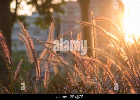 Foxtail, Setaria Viridis. Setaria Viridis im Park in der Dämmerung. Stockfoto