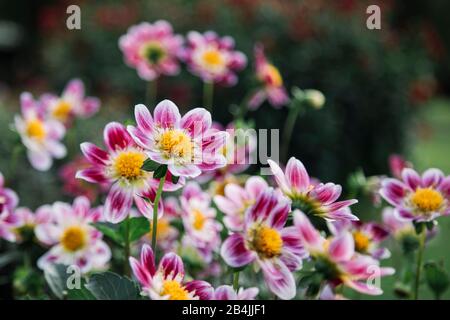 Rosa blühende Dahlien auf Blumenwiese, Dahlien Stockfoto