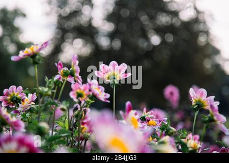 Rosa blühende Dahlien auf Blumenwiese, Dahlien Stockfoto