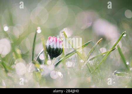 Aufsteigende Gänseblümchen in nasser Wiese, Nahaufnahme, Bellis perennis Stockfoto