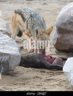 Schwarzer Schakal, der an der Skelettküste in Namibia, Afrika, eine Babyrobbe frisst Stockfoto