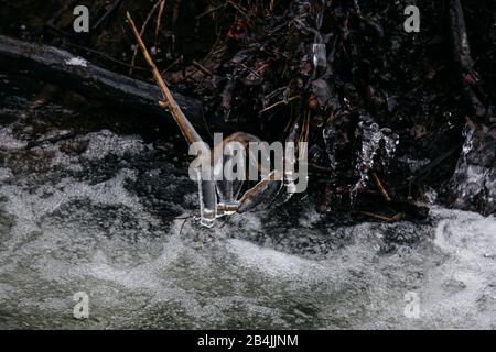 Eiszapfen am Bach, im Winter Nahaufnahme Stockfoto