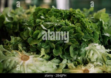 Salat mit Eichenblatt, Nahaufnahme Stockfoto