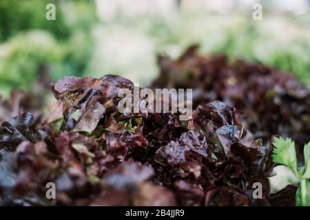 Salat mit roten Eichenblättern, Nahaufnahme Stockfoto