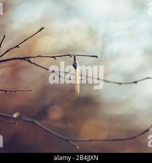 Erle im Frühjahr, Alnus, Nahaufnahme Stockfoto