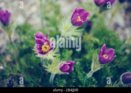 Blühende Pasque-Blume in Wiese, in der Nähe, pulsatilla Stockfoto