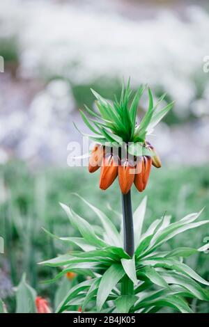 Knospen der Kaiserkrone, Fritillaria Imperialis Stockfoto