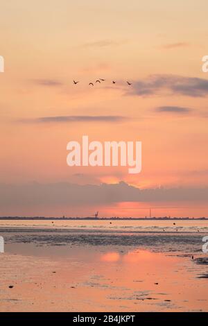 Europa, Deutschland, Niedersachsen, Otterndorf. Sonnenuntergang über der Elbmündung vor Cuxhaven. Im Vordergrund spielt sich das Abendlicht in Watte ab Stockfoto