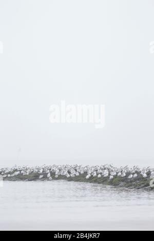 Europa, Deutschland, Niedersachsen, Otterndorf. Ein Schwarm überwinternder Sanderlinge (Calidris alba) sitzt auf einem Bune. Dahi Stockfoto