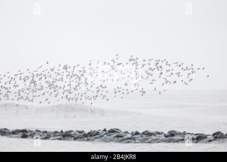 Europa, Deutschland, Niedersachsen, Otterndorf. Ein Schwarm überwinternder Sanderlinge (Calidris alba) findet über die Elbe, die im dichtem liegt, heraus Stockfoto