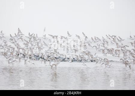 Europa, Deutschland, Niedersachsen, Otterndorf. Ein Schwarm überwinternder Sanderlinge (Calidris alba) findet über die Elbe, die im dichtem liegt, heraus Stockfoto