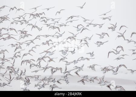 Europa, Deutschland, Niedersachsen, Otterndorf. Ein Schwarm überwinternder Sanderlinge (Calidris alba) findet über die Elbe, die im dichtem liegt, heraus Stockfoto