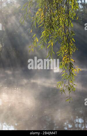 Europa, Deutschland, Niedersachsen, Otterndorf. Inter dem Zweig einer Silberweide (Salix alba) bricht einen frostigen Morgen die Sonnenstrahlen d Stockfoto