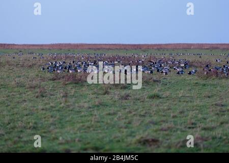 Europa, Deutschland, Niedersachsen, Otterndorf. In der Abenddämmerung pickte ein Schwarm Weißwangenganse (Branta leucopsis) in den Wiesen des Außenendeins Stockfoto