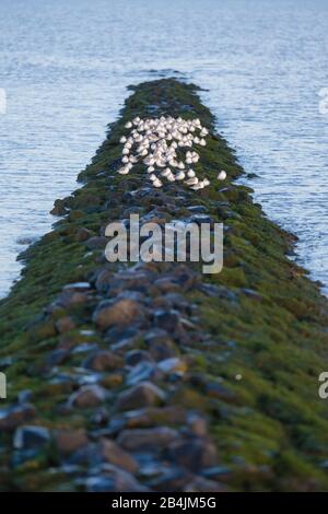 Europa, Deutschland, Niedersachsen, Otterndorf. Ein Schwarm überwinternder Sanderlinge (Calidris alba) sitzt schlagend auf einer Bune in der Elbmündun Stockfoto