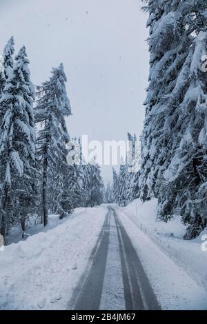 Schneebedeckte Bergstraße durch den Wald, passo Tre Croci, Doles, Belluno, Italien Stockfoto