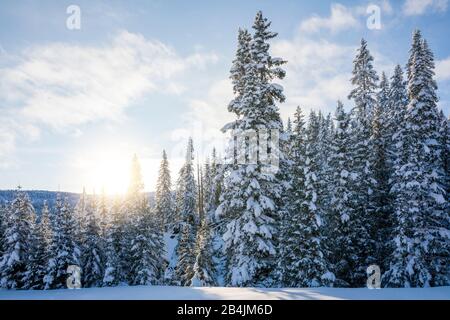 Nadelwald, Sonnenlicht filtert durch die schneebedeckten Bäume, Livinallongo del Col di Lana, Belluno, Venetien, Italien Stockfoto