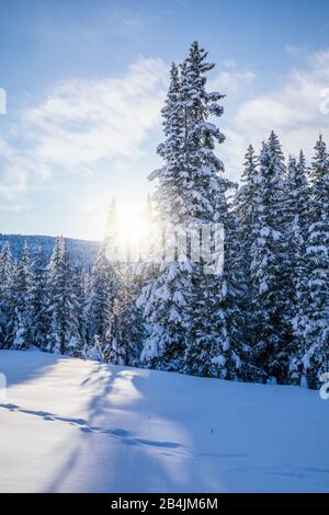 Nadelwald, Sonnenlicht filtert durch die schneebedeckten Bäume, Livinallongo del Col di Lana, Belluno, Venetien, Italien Stockfoto