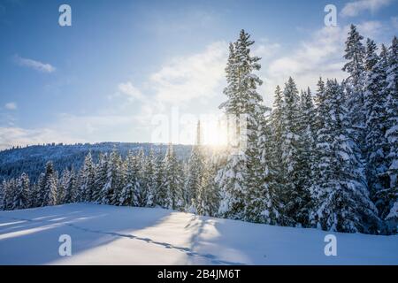 Nadelwald, Sonnenlicht filtert durch die schneebedeckten Bäume, Livinallongo del Col di Lana, Belluno, Venetien, Italien Stockfoto