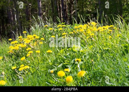 Rügen, Biosphärenreservat Südost-Rügen, Wald, blühender Löwenzahn, Taraxacum Stockfoto