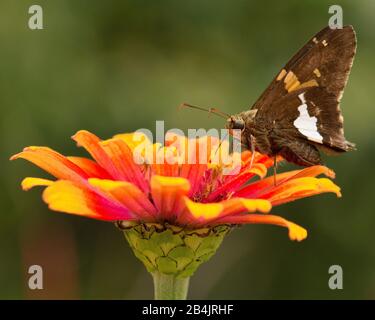 Nahaufnahme von kleinen braunen und goldenen Schmetterlingen, bekannt als Silver Spotted Skipper auf einer leuchtenden orangefarbenen und gelben Blume Stockfoto