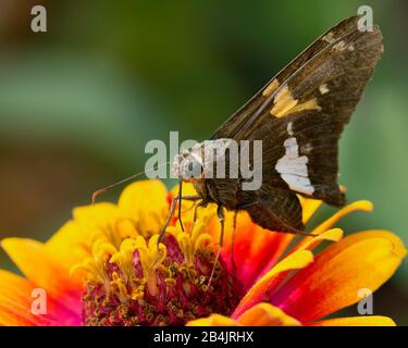 Nahaufnahme von braunem und goldenem Schmetterling, der als Silber Gepunktet ist, auf einer orangefarbenen und gelben lebhaften Blume. Stockfoto